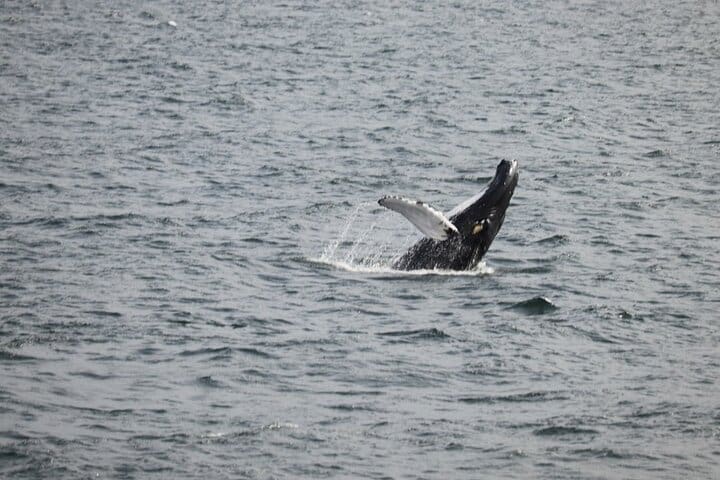 2 Hours Whale Watching Express Adventure