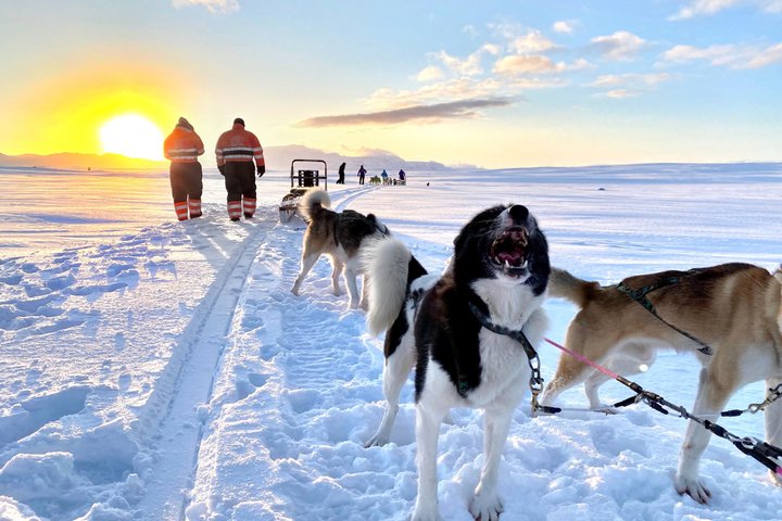 Aventura de trineo para perros durante todo el año cerca de Reikiavik Traslado opcional